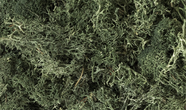 Woodland L164 - Flechten Dunkelgrün 140g
