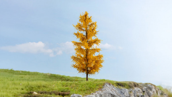 Noch 20167 - L"rche, herbstlich