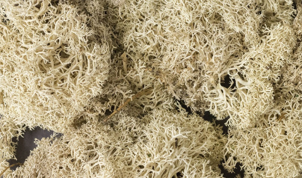 Woodland L166 - Flechten Natur 120g