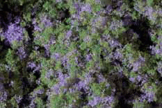 Auhagen 76931 - Blumenmatte violett