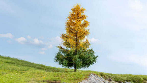 Noch 20168 - L"rche, herbstlich
