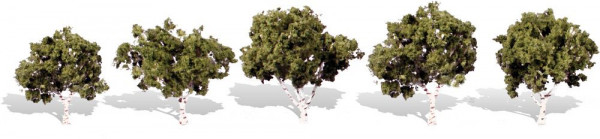Woodland TR3532 - Fertigbaum Wasserrand 3-5 cm 5 Stück