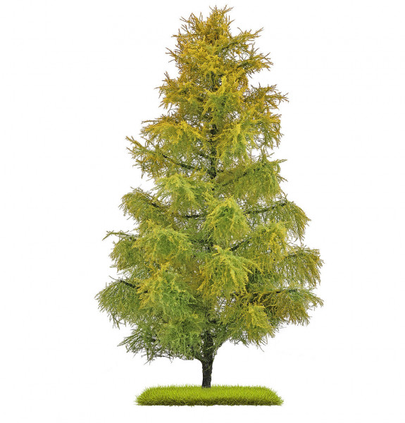 Busch 3817 - Lärche Spätsommer 210 mm H0/T