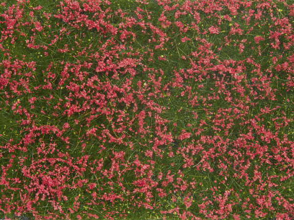 Noch 07257 - Bodendecker-Foliage Wiese rot rot, 12 x 18 cm
