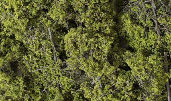 Woodland F1132 - feine Belaubung hellgrün, 98 g