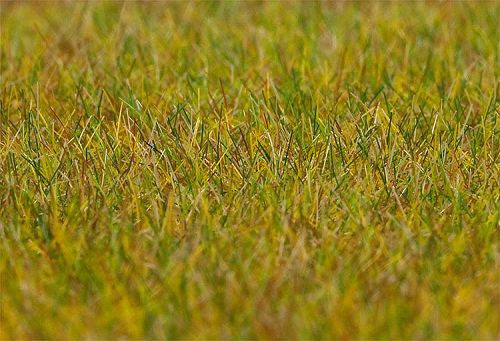 Faller 180484 - Premium Streufasern Wiese, lang 6 mm 30 g