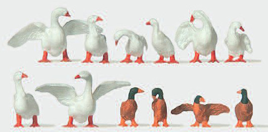 Merten 210724 - Gänse und Enten an Land