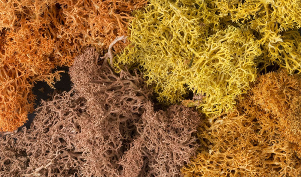 Woodland L165 - Flechten Herbstmix 172g