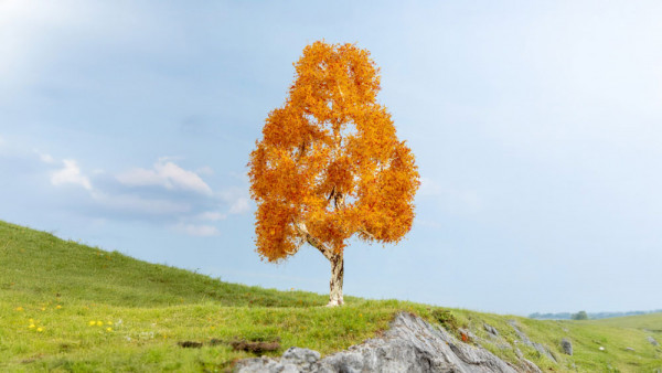 Noch 20129 - Birke, herbstlich