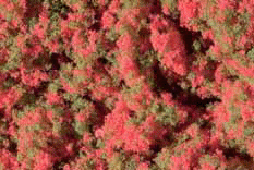 Auhagen 76932 - Blumenmatte rot