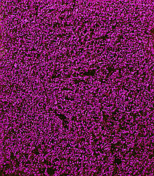 Heki 1586 - DECOVLIES-WIESEN.BLUMEN ERIKA