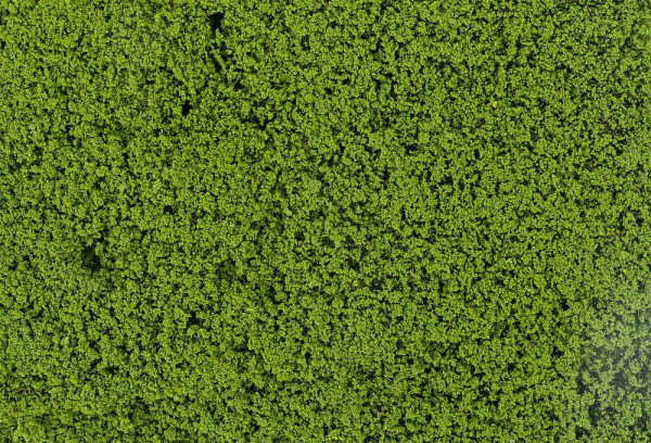 Faller 181625 - Blätterfoliage, maigrün