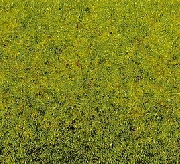 Noch 08300 - Frühlingswiesen-Gras 20g Beutel